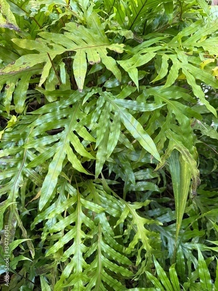 Fototapeta Green fern leaves in the forest