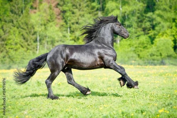Fototapeta Black Friesian horse runs gallop in summer time