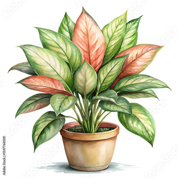 Fototapeta Elegant hand drawn watercolor illustration of Aglaonema plant isolated on transparent background, botanical art, nature-inspired, home decor, lush greenery