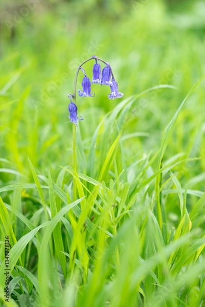 Fototapeta Single English common bluebell Hyacinthoides non-scripta flower growing  in bright green grass vertical shot