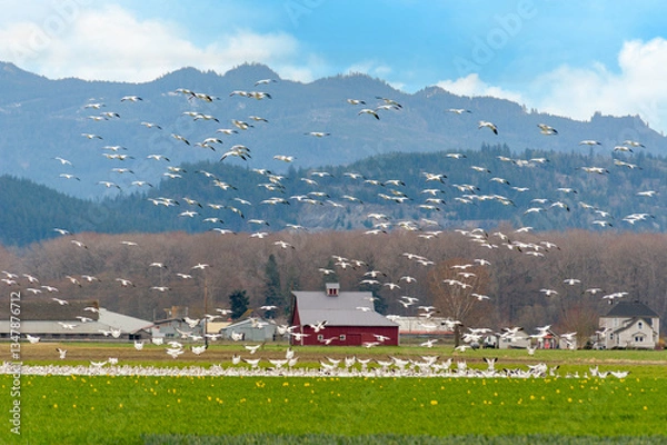 Obraz Tens of thousands of snow geese migrate to Washington's Skagit Valley from their Arctic breeding grounds. Primarily from Wrangel Island in Russia, to spend the winter in the Skagit Valley, Washington.