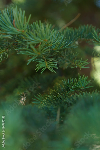 Fototapeta Close-up Photograph of Evergreen Tree Branches