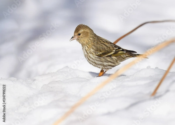 Obraz winter bird