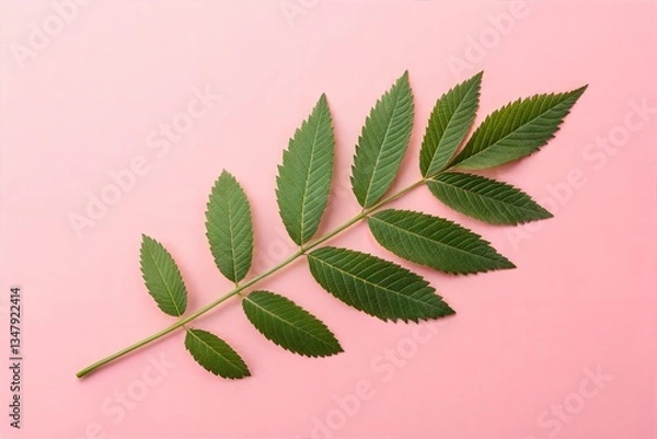 Obraz Single Green Leaf on Pastel Background