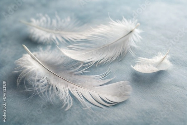 Obraz Delicate White Feathers on a Soft Grey Background