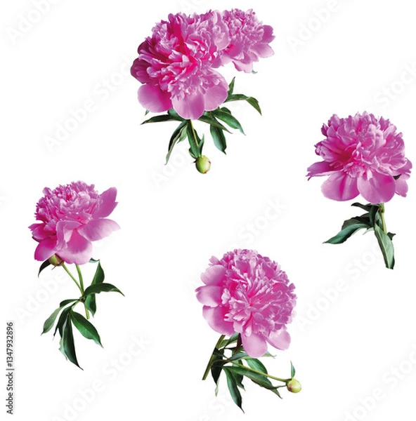 Obraz Set of pink peony flower isolated.