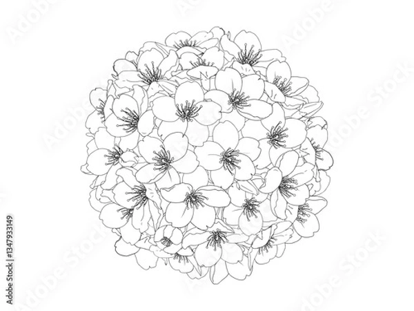 Obraz さくらのブーケ風_黒線画