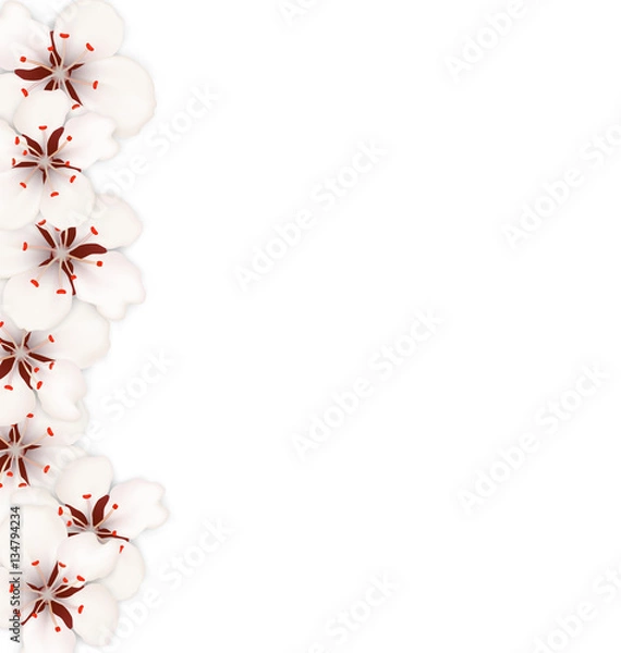 Fototapeta Sakura Flowers, Floral Banner for Springtime