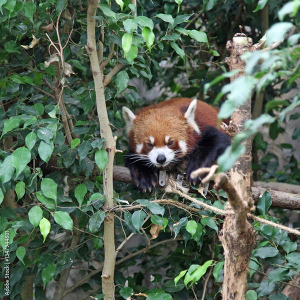 Obraz A Red Panda in a tree