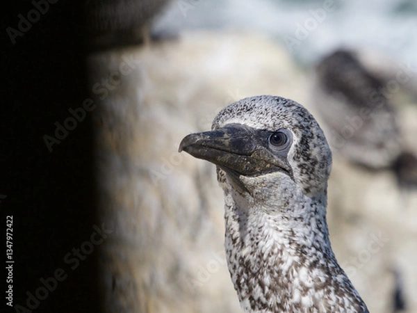 Fototapeta Close view of a juvenile gannet head looking to the side.