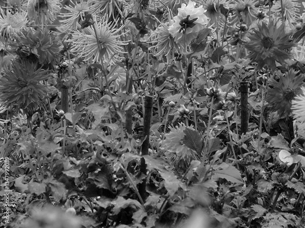 Fototapeta Dahlia plant in full bloom, tied to a sticks so that the plants does not collapse, blurred for- and background, A black and white photo ideal as a background