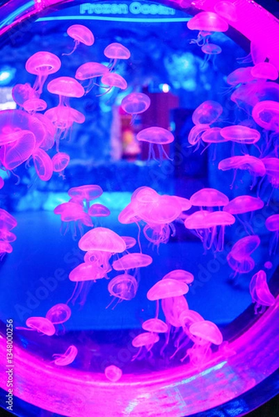 Fototapeta Mesmerizing view of the vibrant marine life inside The National Aquarium, Abu Dhabi