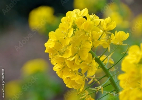 Fototapeta 早春の菜の花