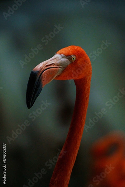 Fototapeta Close-up portrait of a flamingo, showcasing its elegant curves, vibrant pink feathers, and distinctive beak.