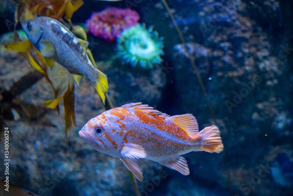 Fototapeta Mesmerizing view of the vibrant marine life inside The National Aquarium, Abu Dhabi