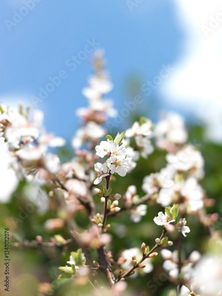 Obraz ユスラウメの花