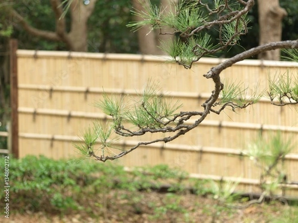 Obraz 日本庭園の竹垣と黒松