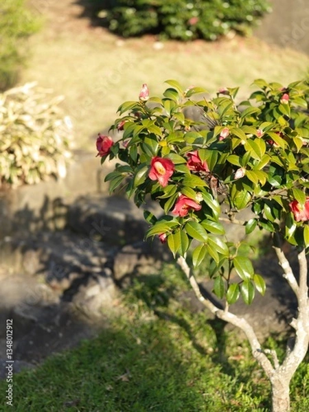 Obraz 日本庭園の椿