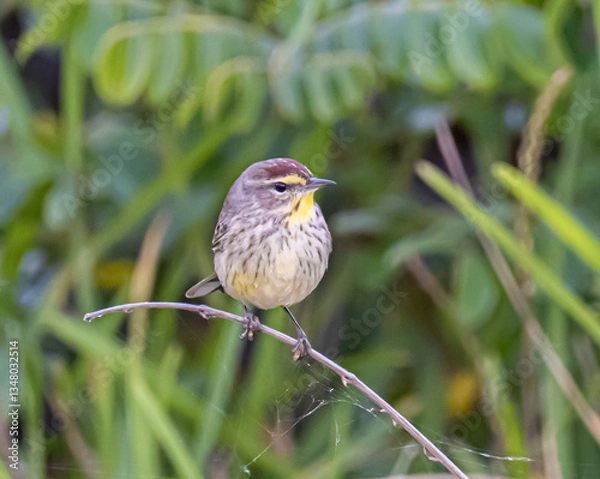 Fototapeta Palm Warbler perched on a branch