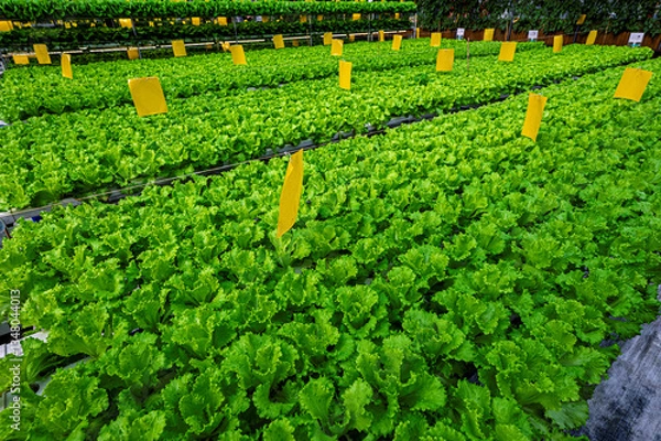 Obraz Lettuce grown in greenhouse in winter