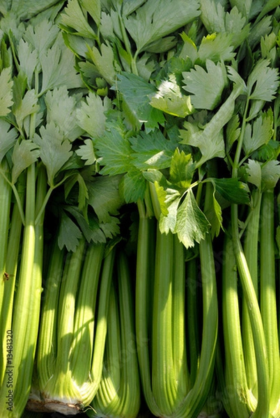 Obraz Vegetable, celery