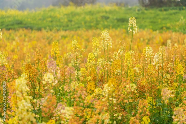 Fototapeta Colorful Rapeseed Flowers