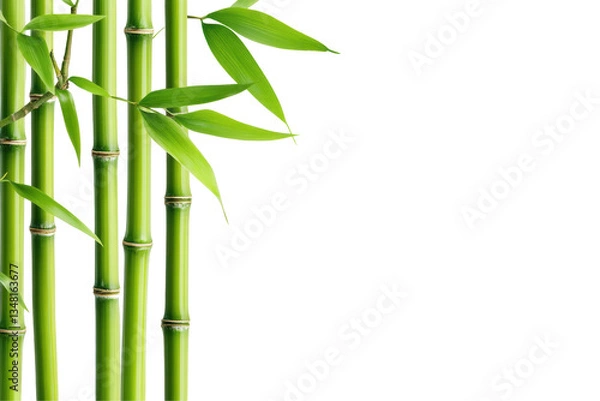 Fototapeta Lush Green Bamboo Stems and Leaves Against Transparent Background Symbolizing Nature and Serenity