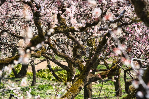 Obraz 満開の梅の花