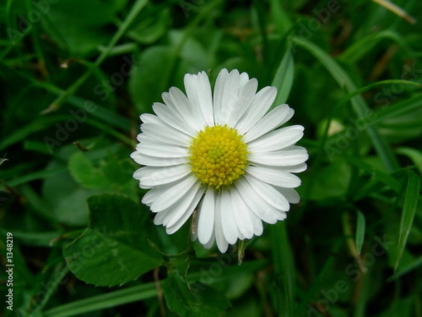 Obraz gänseblümchen 2