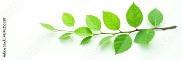 Fototapeta Single branch with leaves isolated on white background, leafy, foliage, green