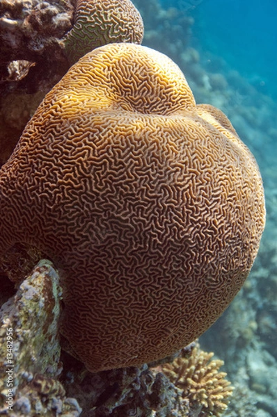 Obraz brain coral