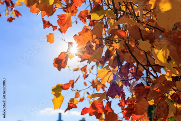 Obraz 紅葉した葉と秋の青空