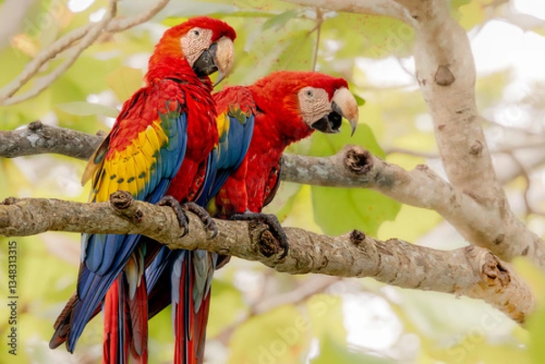 Fototapeta Pair of Scarlet macaw (Ara macao). The envelope of the Carera National Park, Costa Rica. Selective focus on bird's eyes