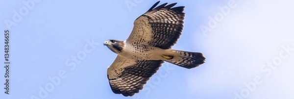 Fototapeta Soaring hawk against a clear sky
