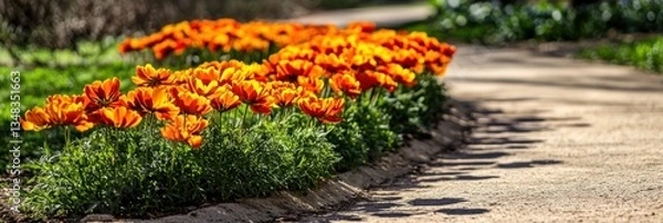 Fototapeta Vibrant orange tulips line a garden path