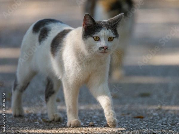 Fototapeta cute cat in the garden