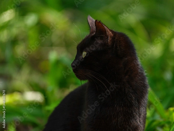 Obraz black cat in the garden