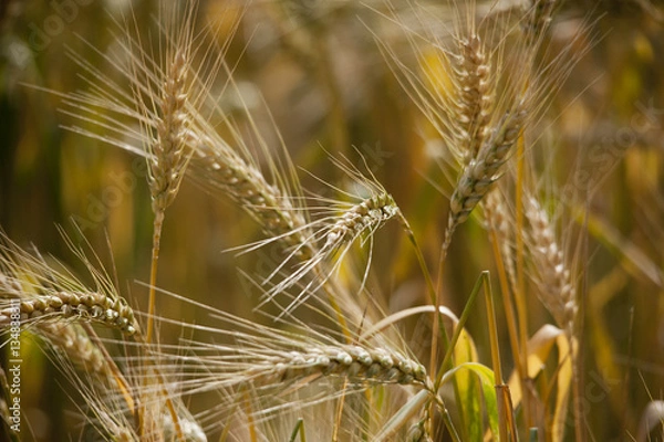 Obraz Getreideähren