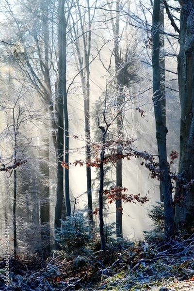 Obraz Morning in the Polish forest. Fot. Konrad Filip Komarnicki / EAST NEWS Krynica - Zdroj 18.12.2015 Promienie swiatla w lesie na stokach Jaworzyny Krynickiej.