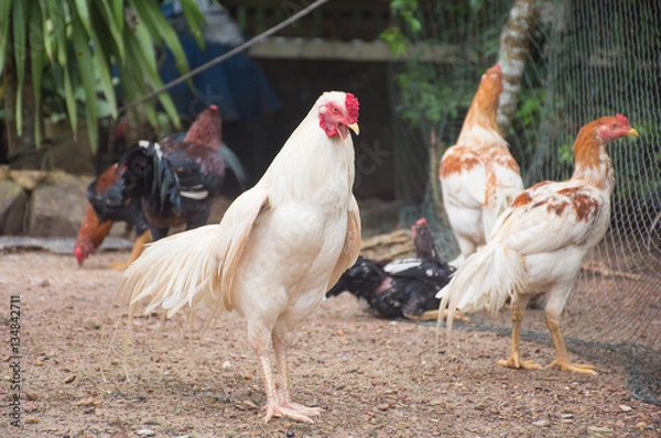 Fototapeta Soft focused picture of  White chicken is standing with funny face with Those Chickens of  are standing and sitting around the farmyard