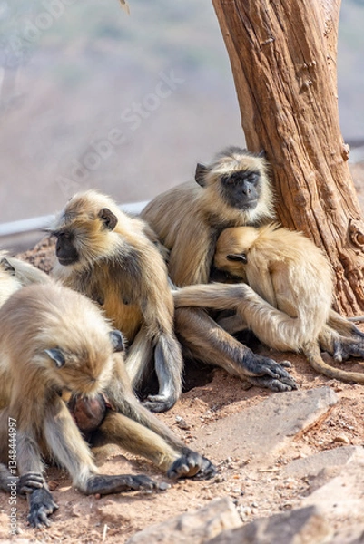 Obraz A touching closeup of a Langur monkey family perched on the stone path leading to Savitri Mata Temple, Pushkar, Rajasthan, India, 28 Jan 2024