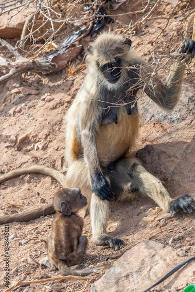Obraz A heartwarming image of a Gray Langur mother tenderly looking at her baby monkey in Pushkar, Rajasthan, India, 28 Jan 2024