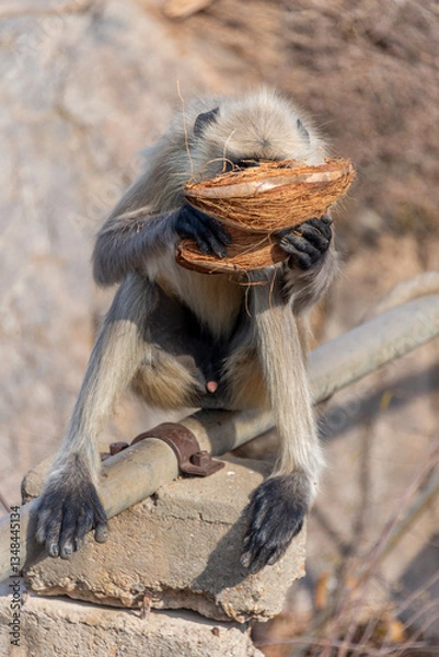 Obraz A serene capture of an India Gray Langur perched on a stone, delicately holding a coconut husk while eating.