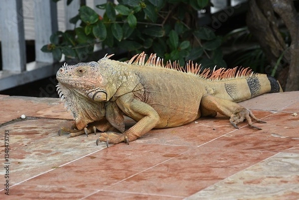 Obraz Grüner Leguan