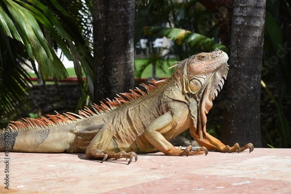 Obraz Grüner Leguan
