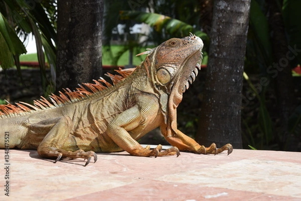 Obraz Grüner Leguan