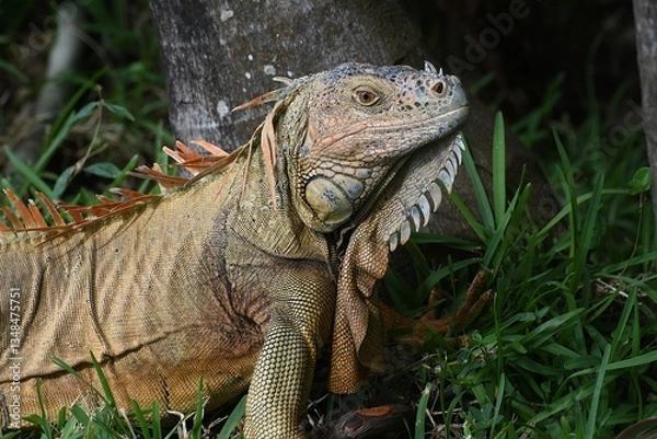 Obraz Grüner Leguan
