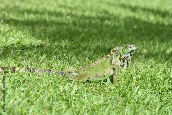 Obraz Grüner Leguan