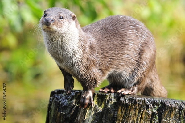 Obraz Otter