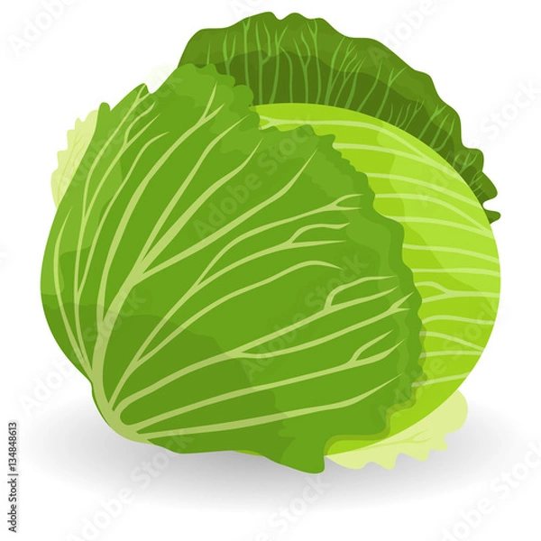 Fototapeta Cabbage, vector object. Fresh green cabbage vegetable isolated sketch. Juicy garden cabbage for farm market, food packaging, vegetarian salad recipe design